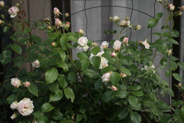 2年目のバラ・サボン