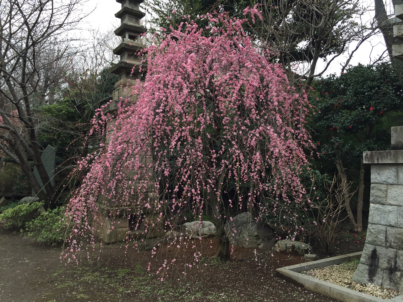 f:id:yoyorinrinyuyu:20150307213325j:plain f:id:yoyorinrinyuyu:20150307213325j:plain