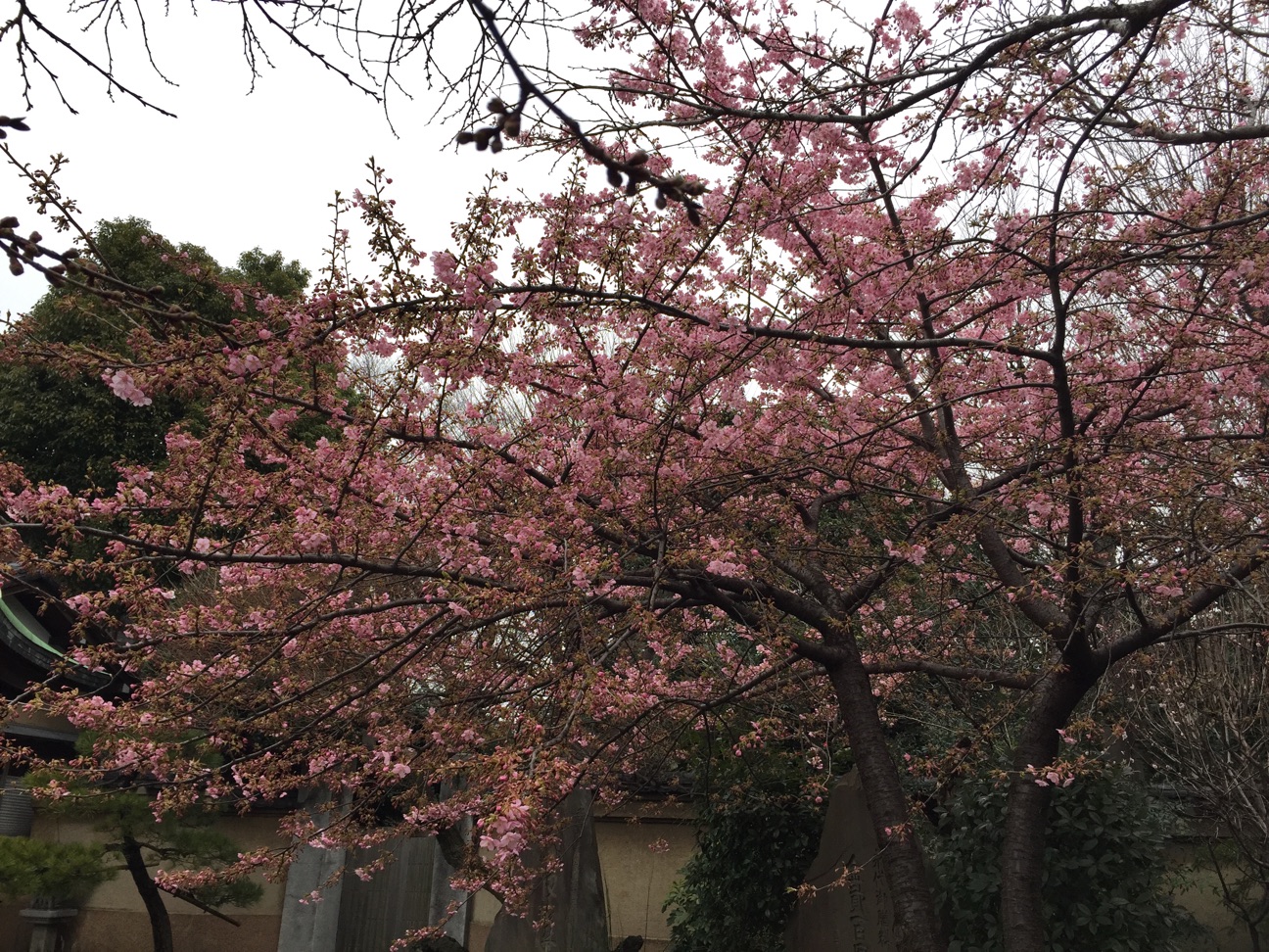f:id:yoyorinrinyuyu:20150307213355j:plain f:id:yoyorinrinyuyu:20150307213355j:plain