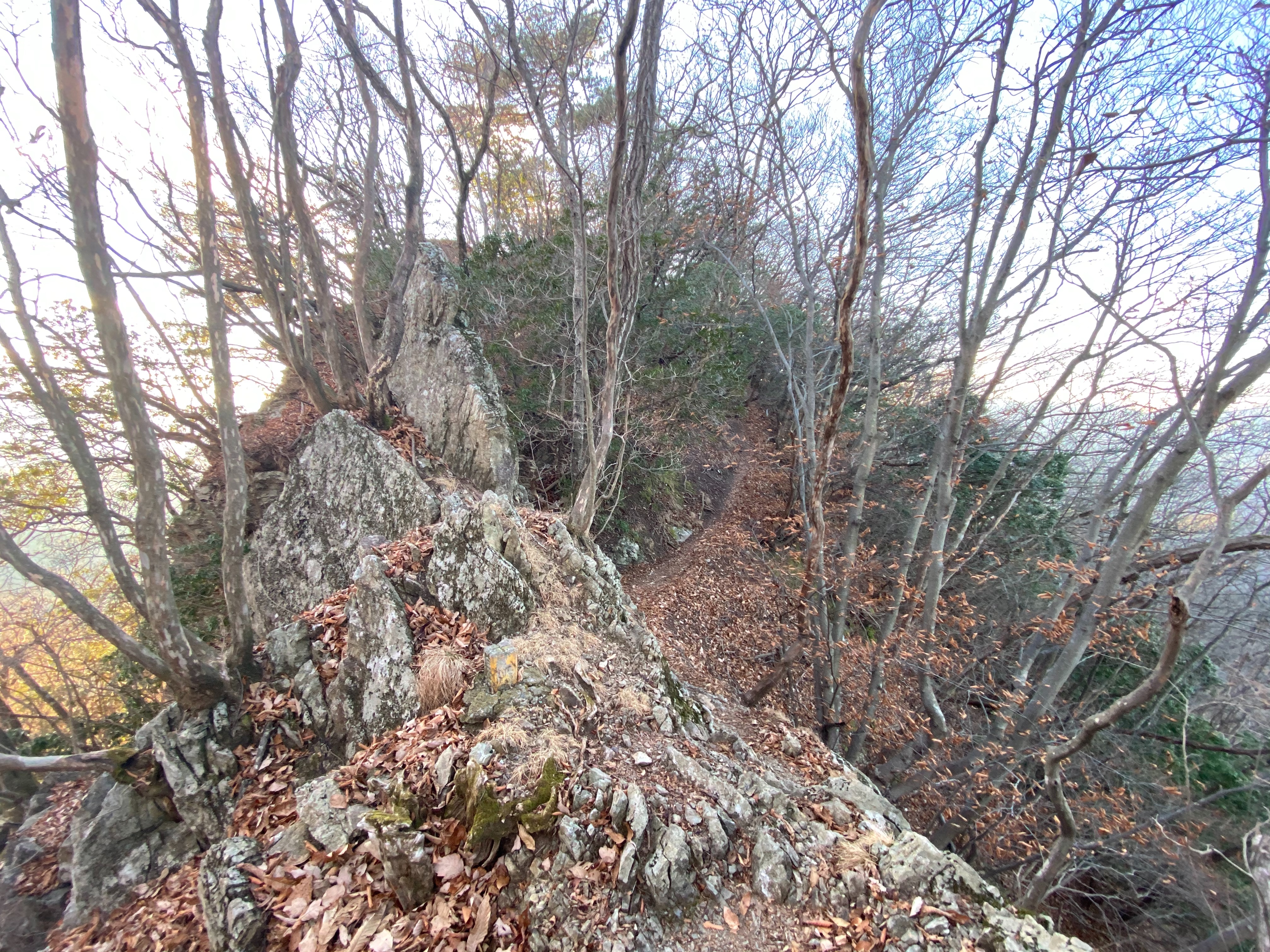 f:id:yoyorinrinyuyu:20201229144908j:image