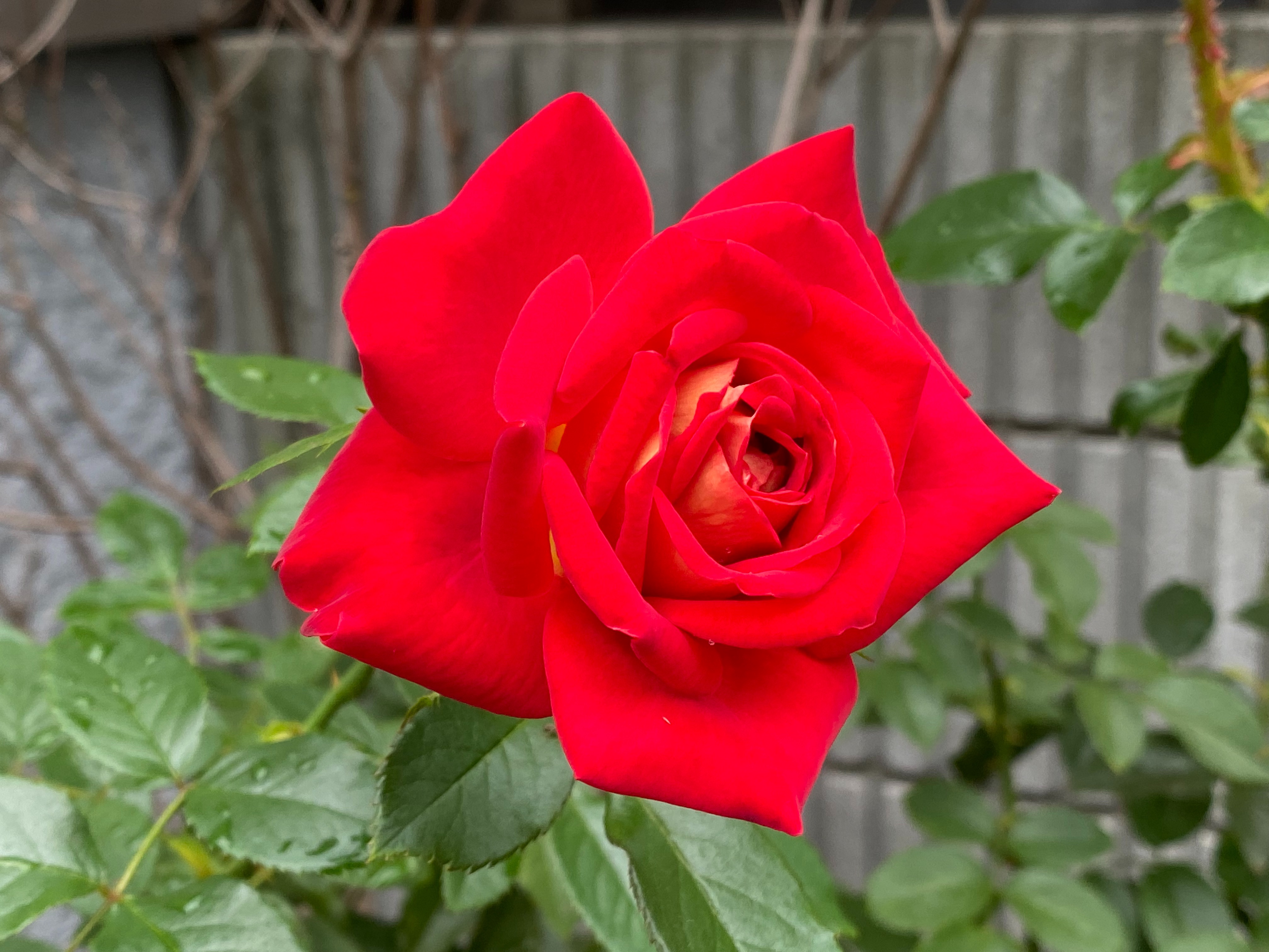 f:id:yoyorinrinyuyu:20211016140438j:image