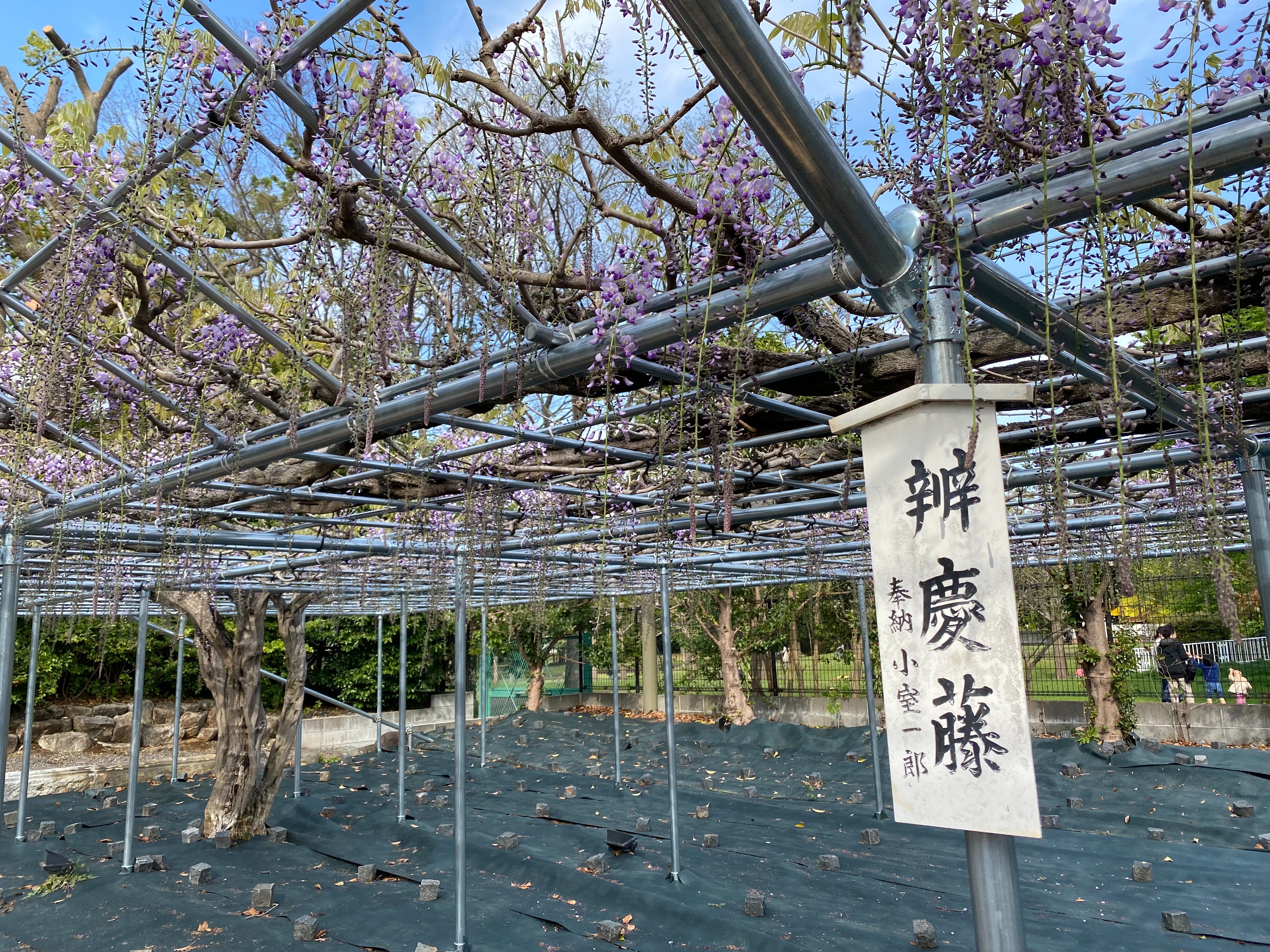 f:id:yoyorinrinyuyu:20220417092926j:image