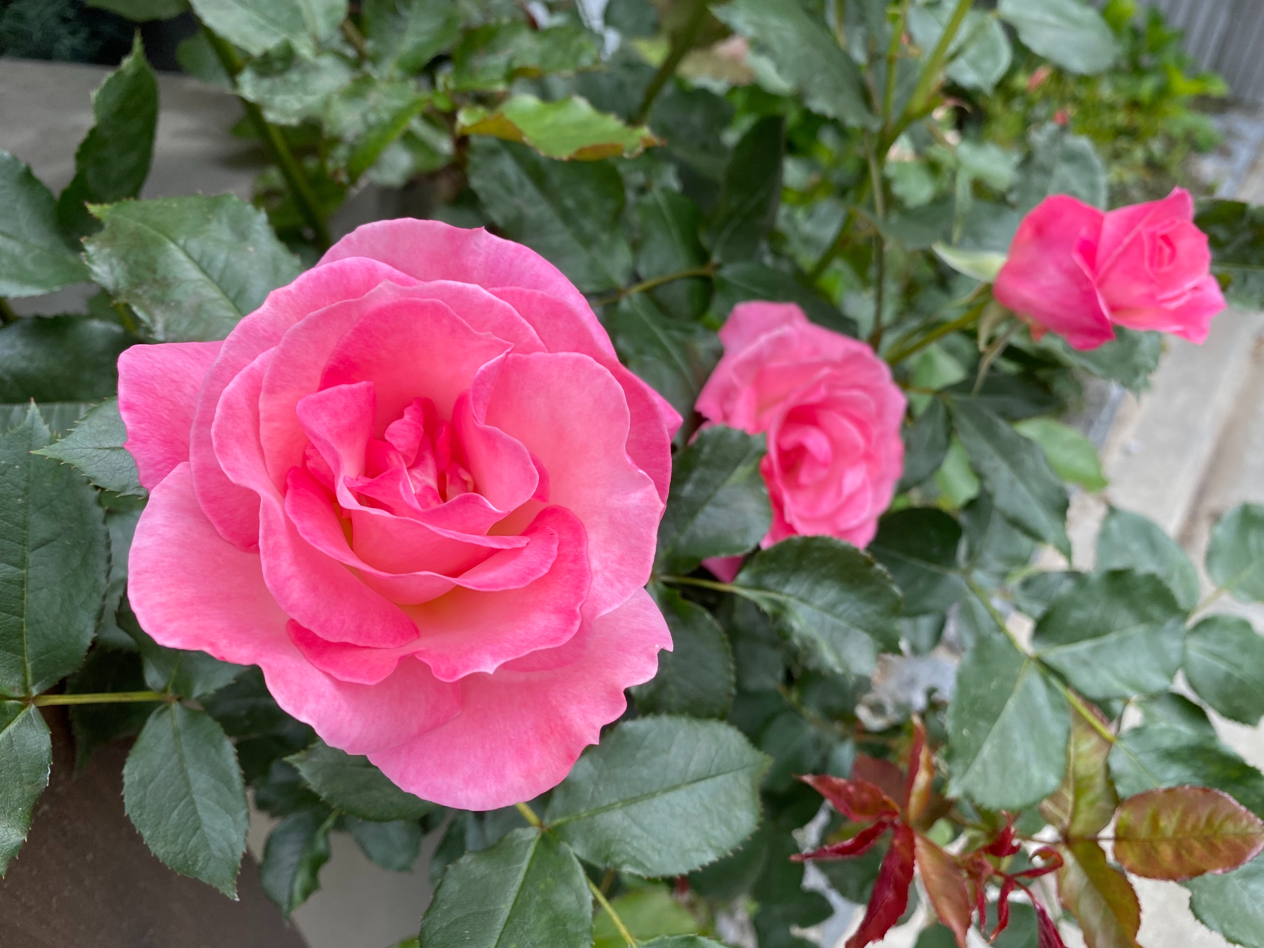 f:id:yoyorinrinyuyu:20220501095653j:image