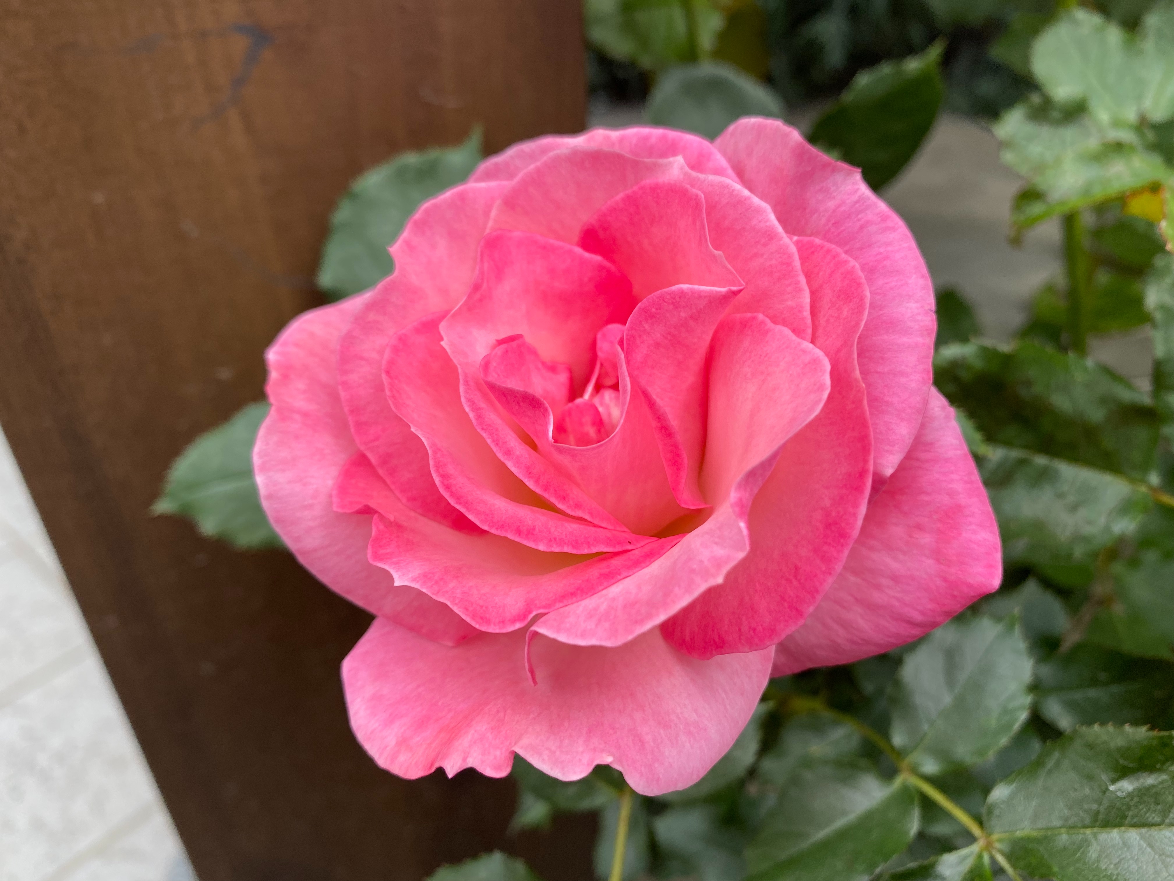 薔薇○コメント下さい KOYA2021 on X: 