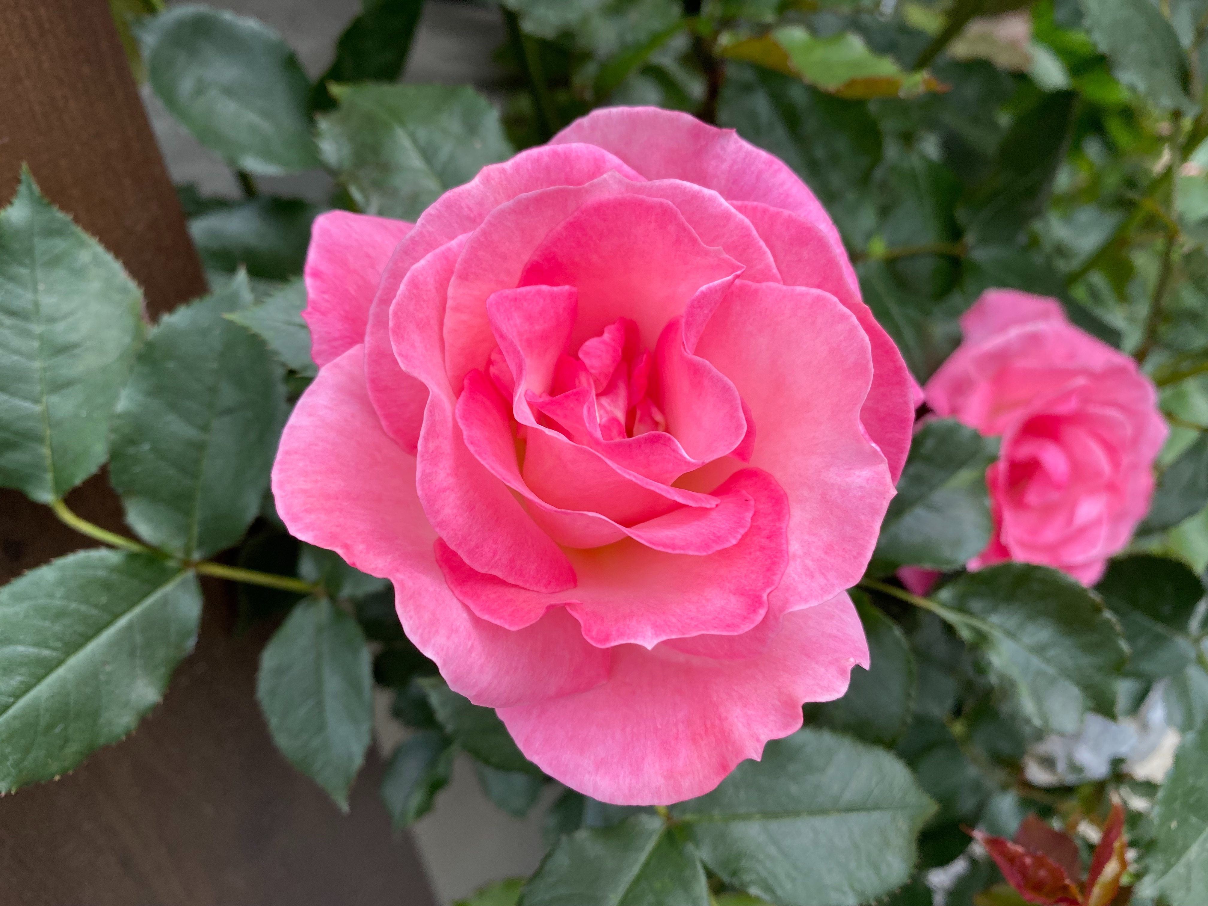 f:id:yoyorinrinyuyu:20220501095708j:image