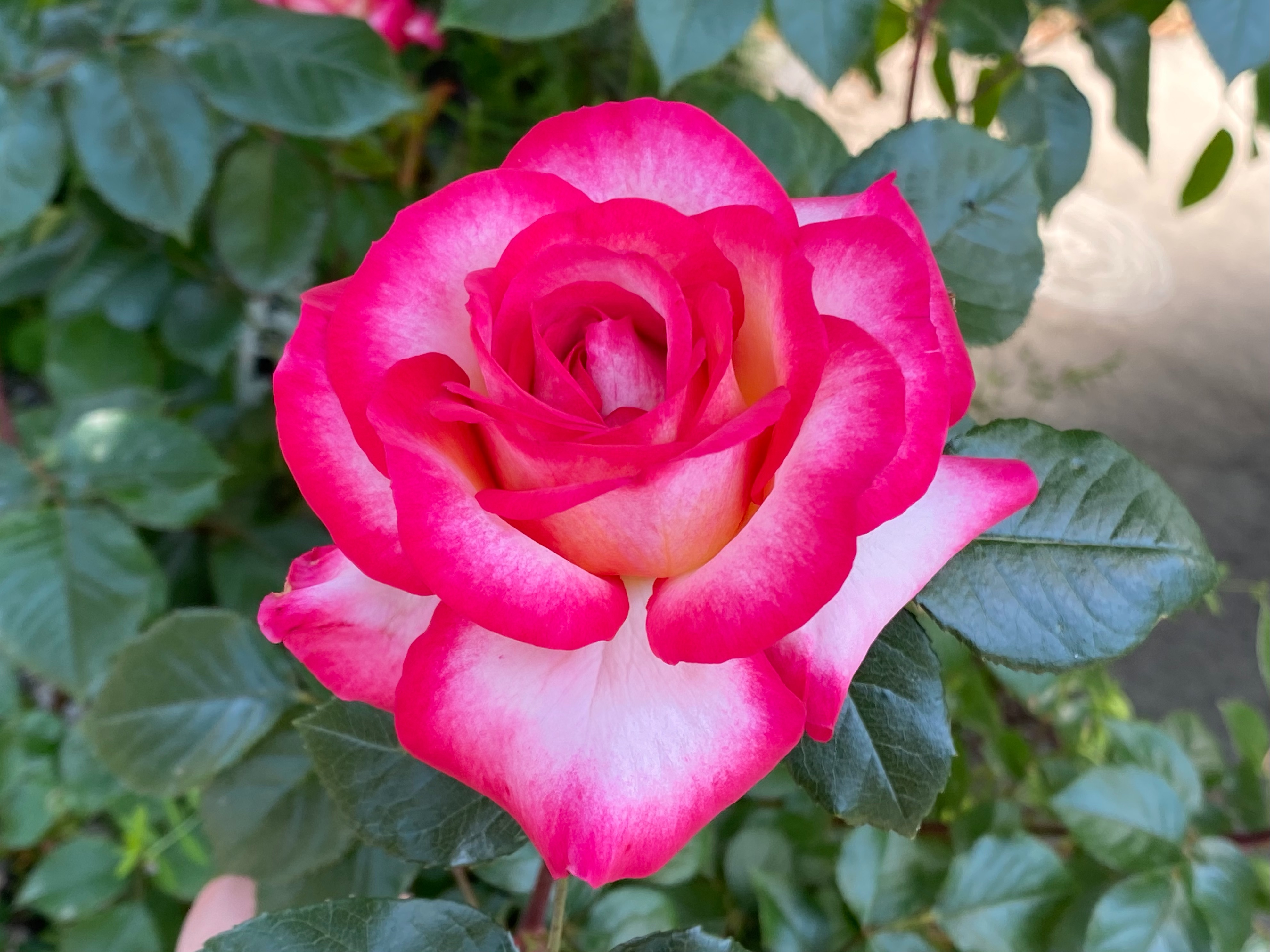 f:id:yoyorinrinyuyu:20220505122003j:image