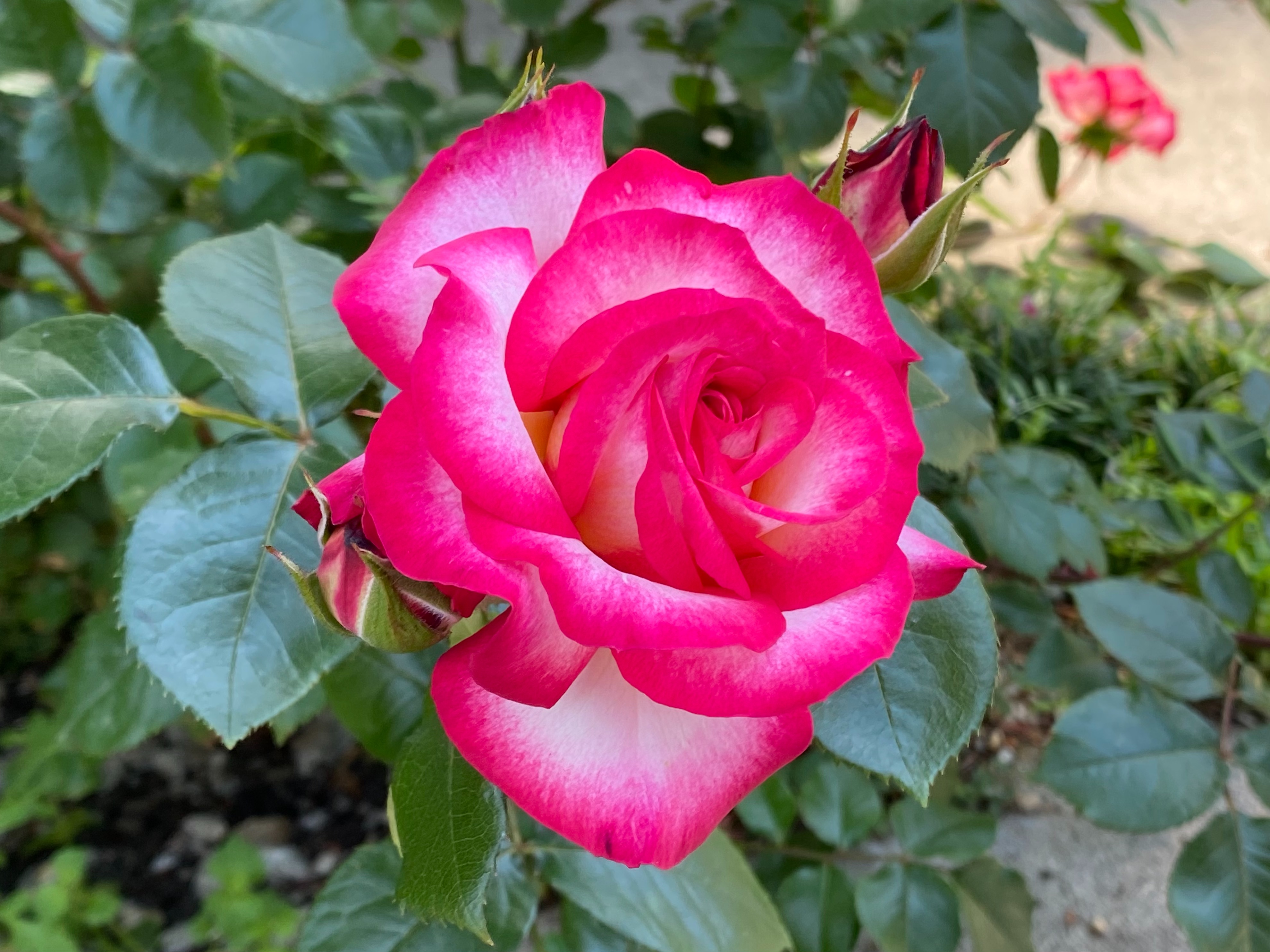 f:id:yoyorinrinyuyu:20220505122017j:image