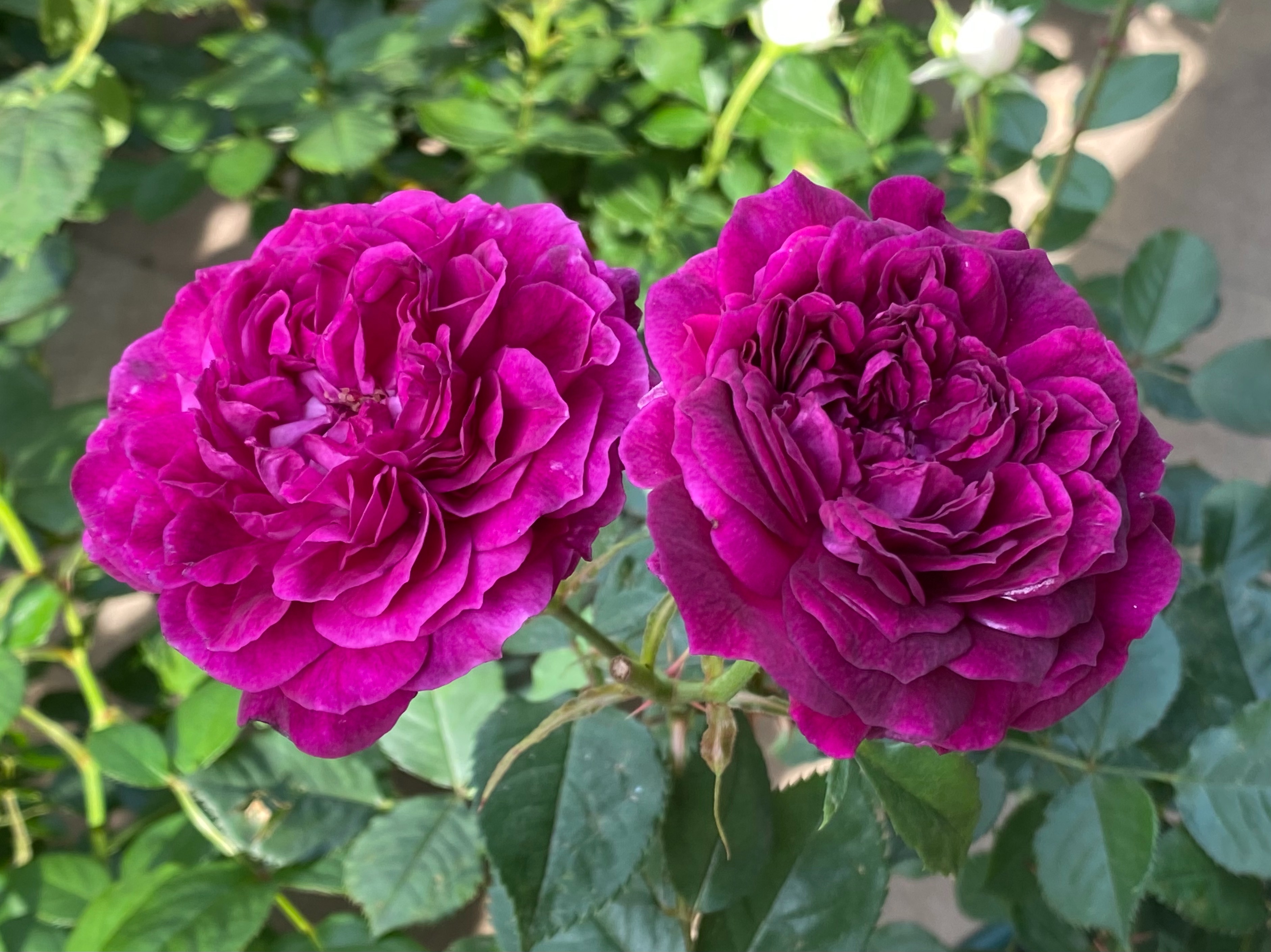 f:id:yoyorinrinyuyu:20220511110131j:image