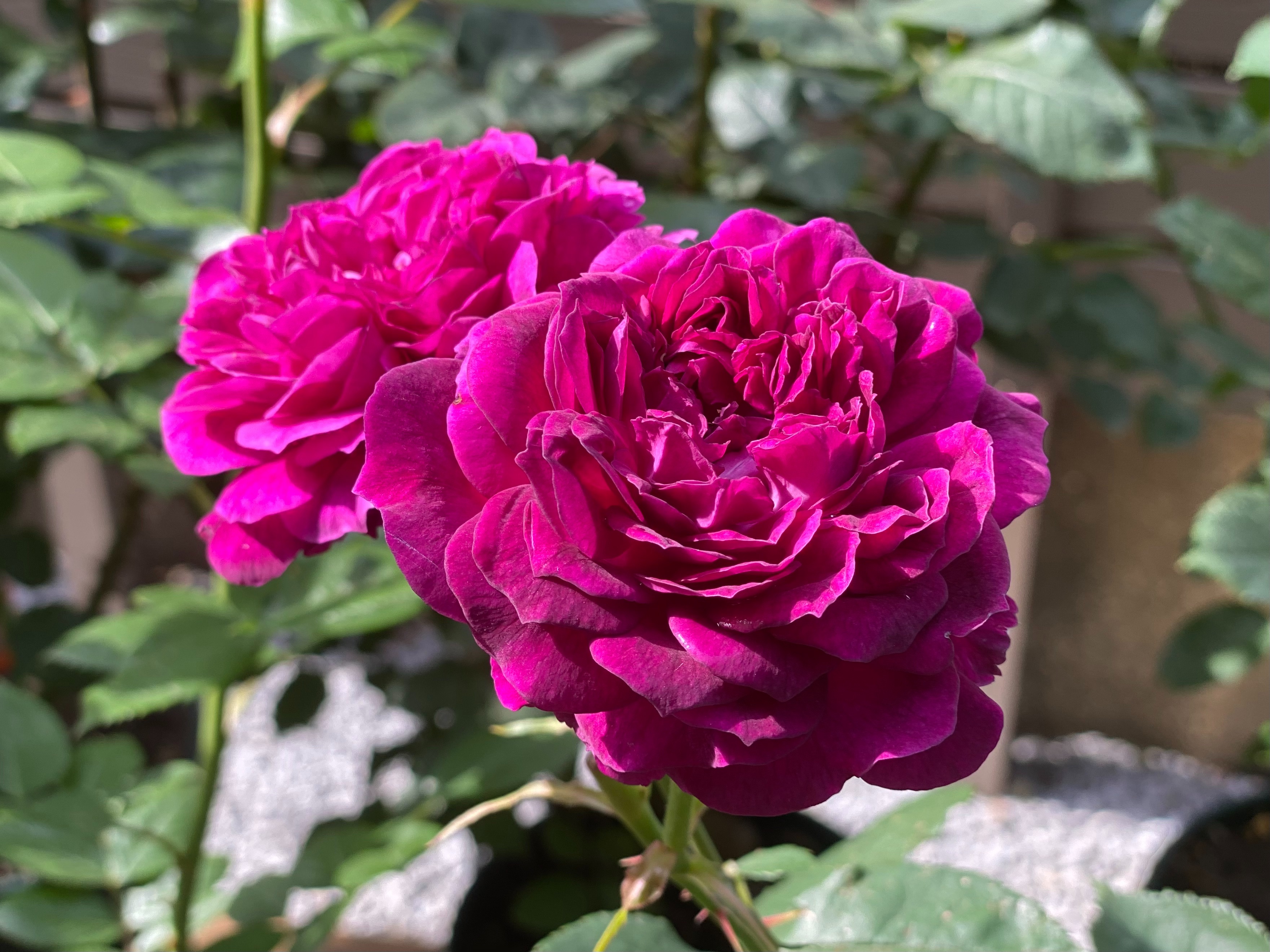 f:id:yoyorinrinyuyu:20220511112715j:image