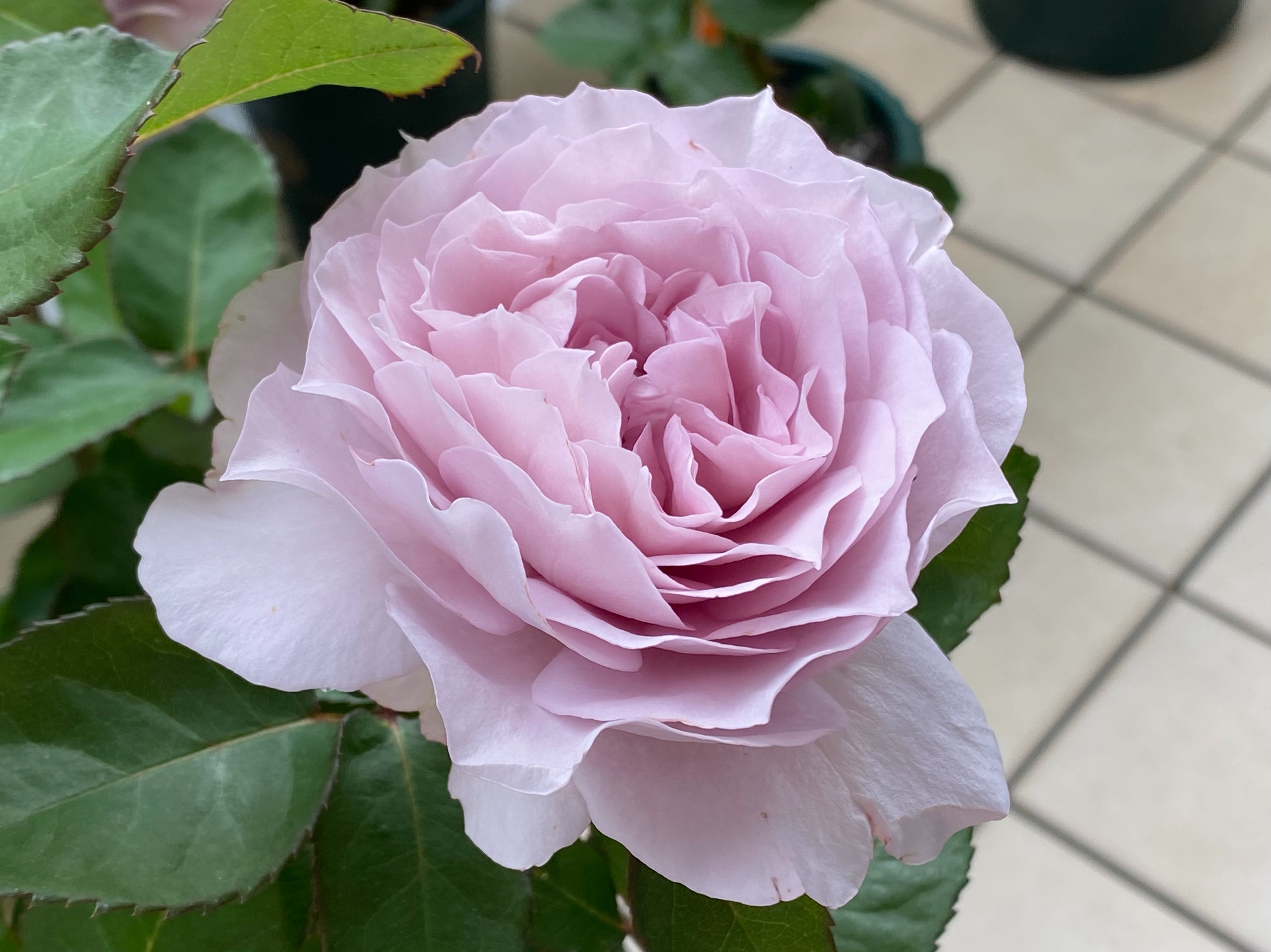 f:id:yoyorinrinyuyu:20220525091059j:image