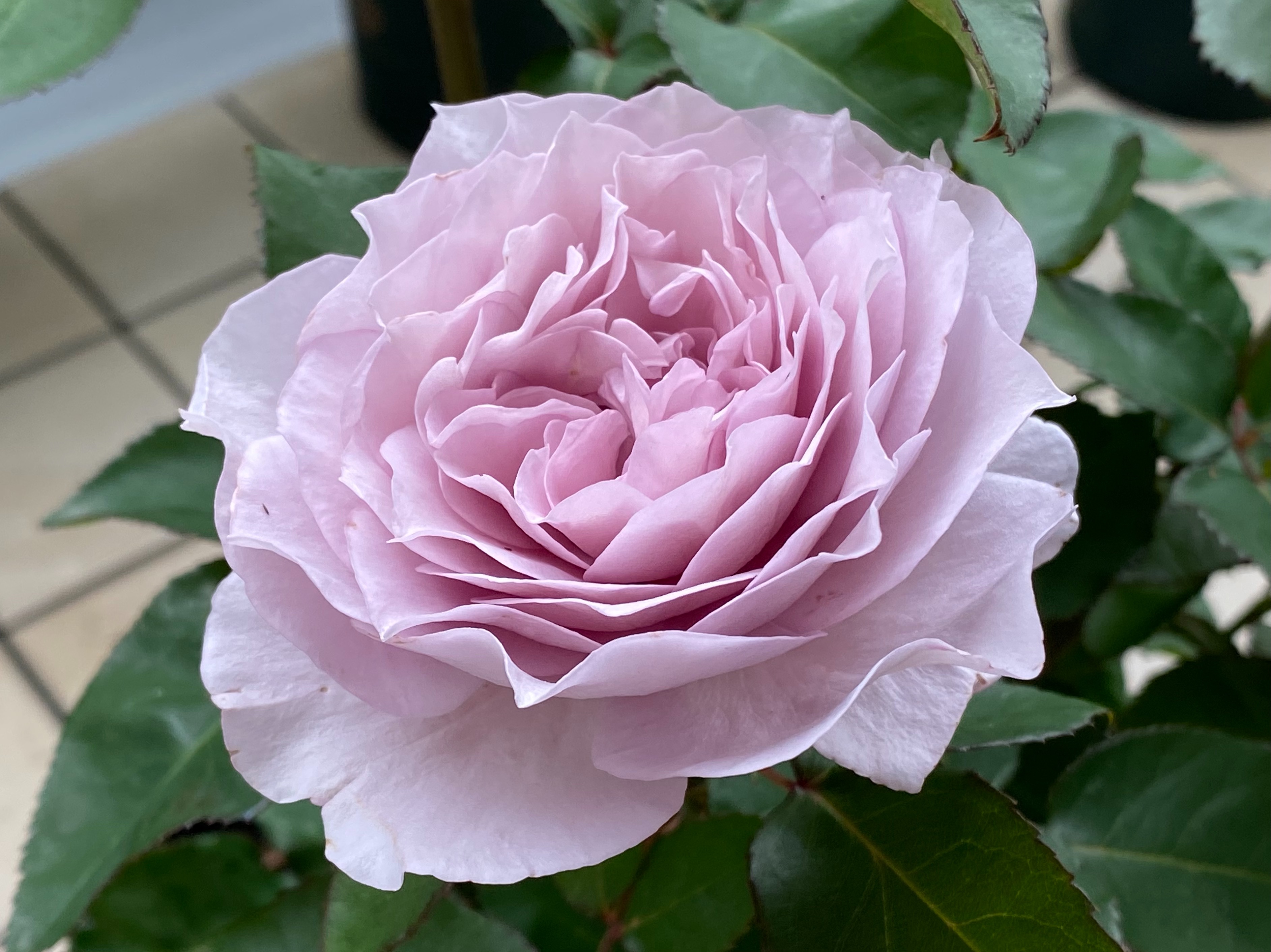 f:id:yoyorinrinyuyu:20220525091121j:image