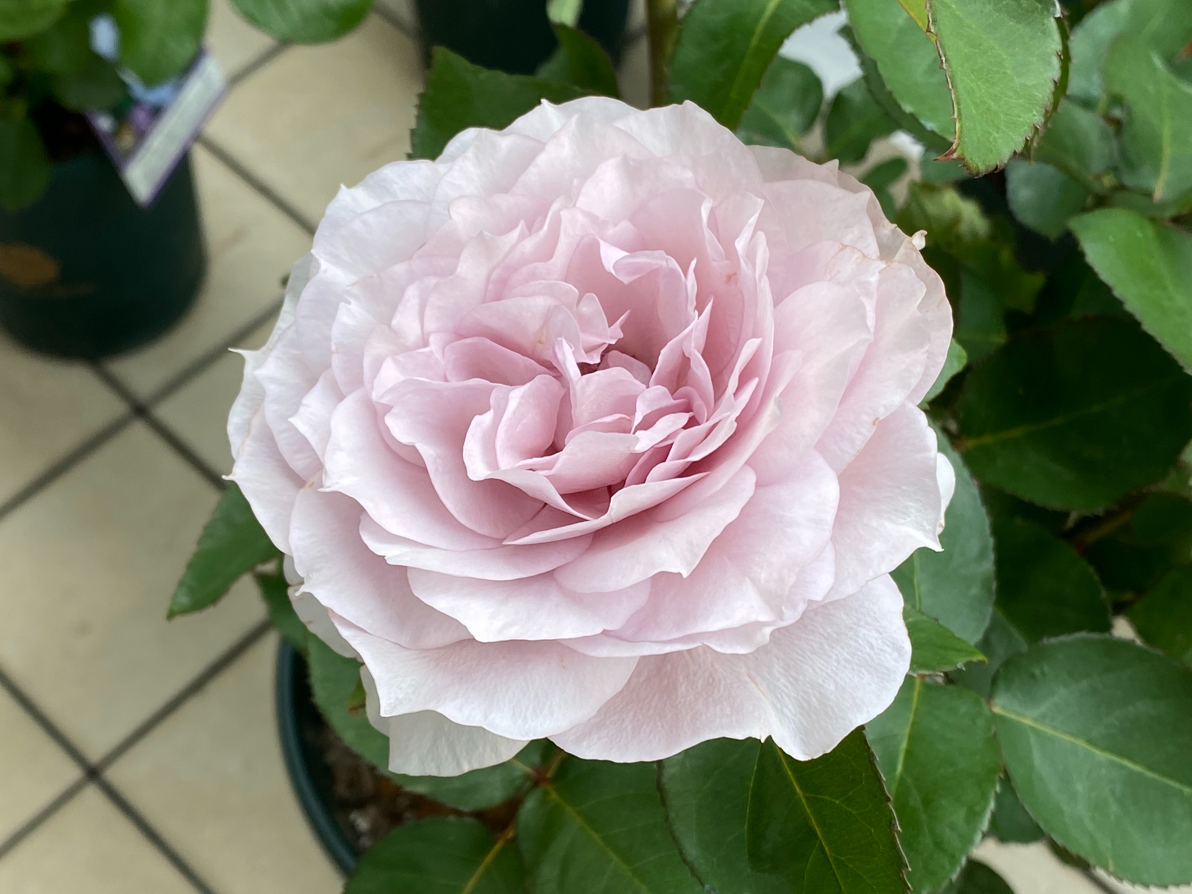 f:id:yoyorinrinyuyu:20220526093209j:image