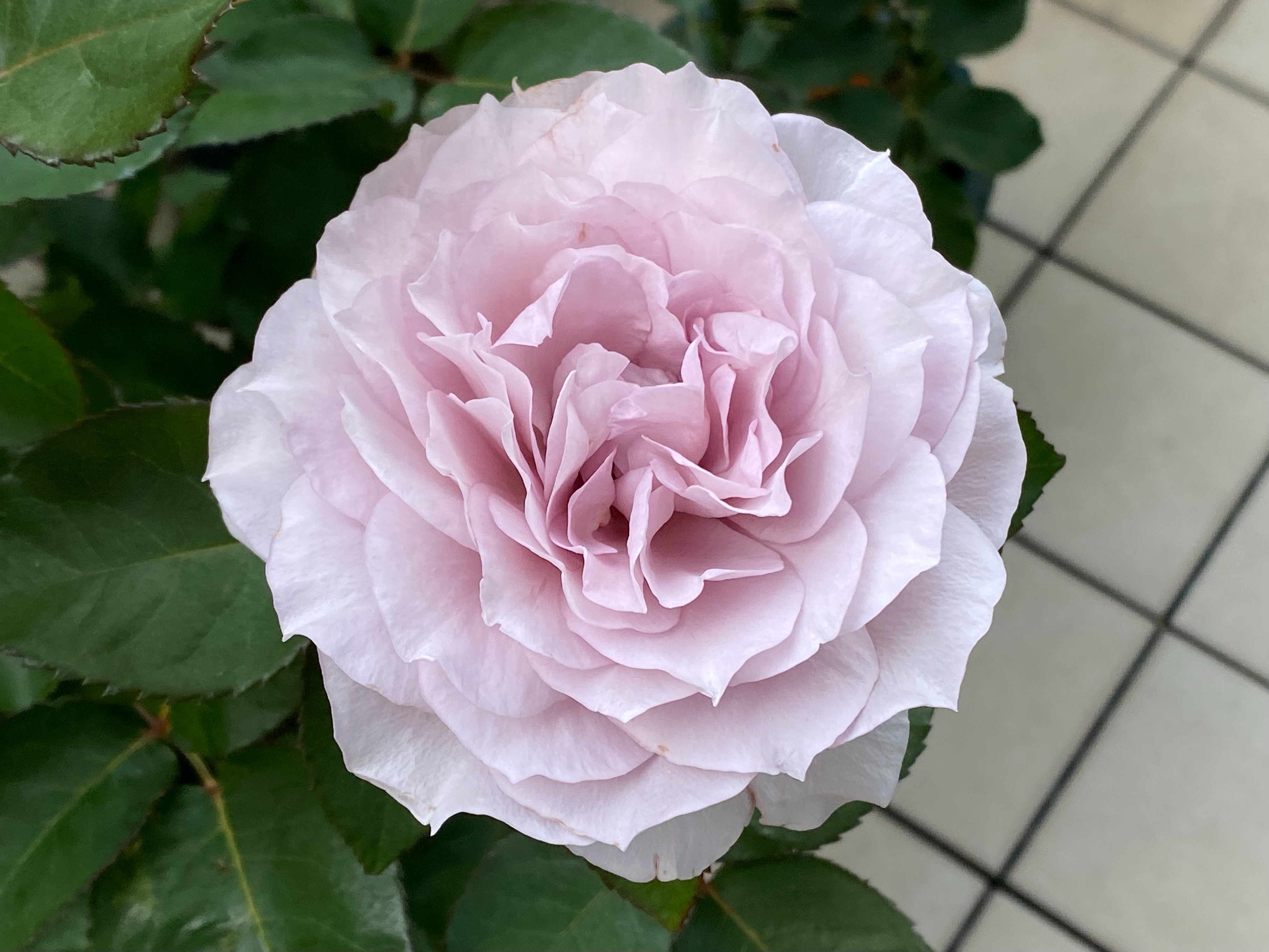 f:id:yoyorinrinyuyu:20220526093216j:image