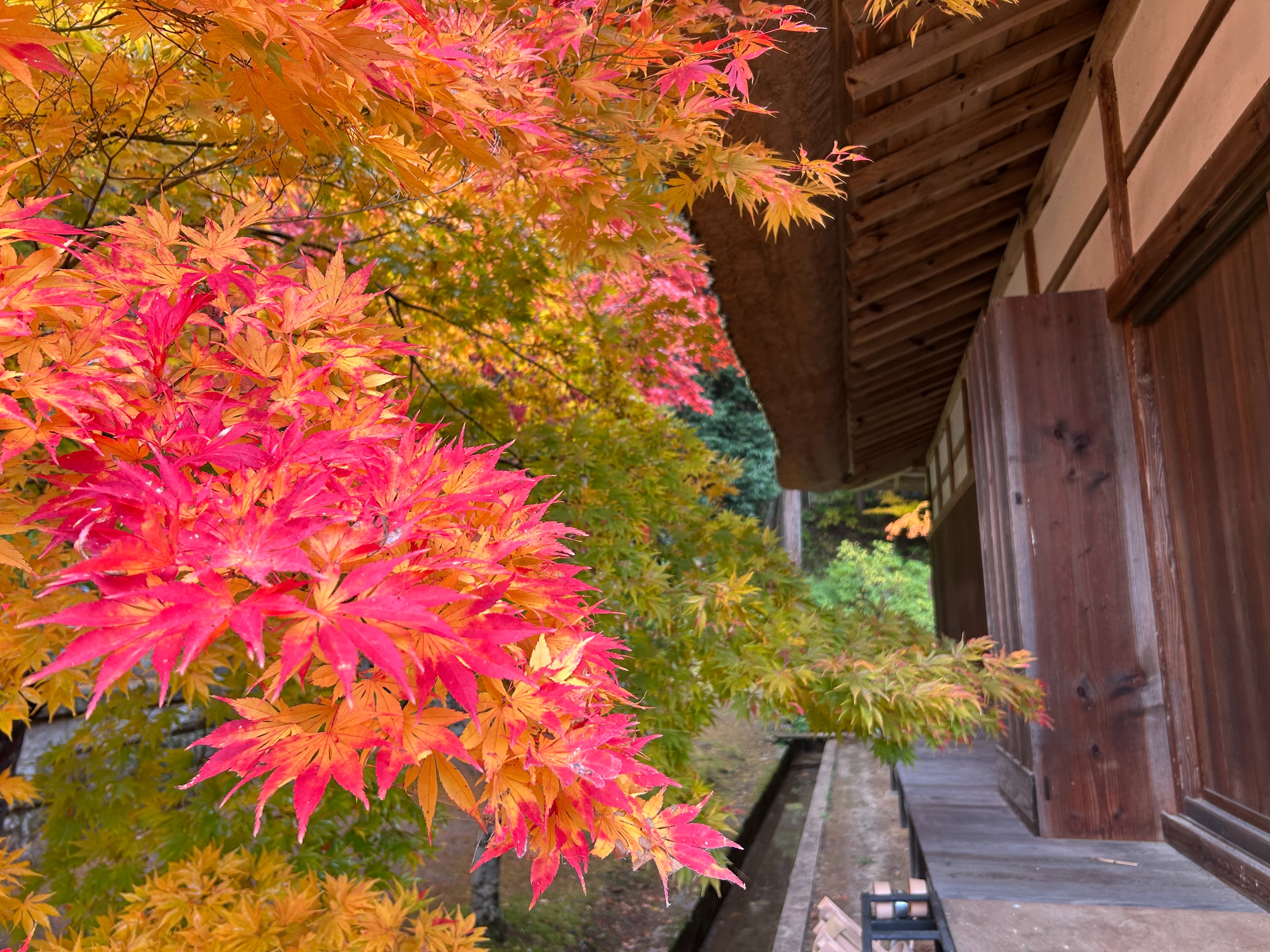 f:id:yoyorinrinyuyu:20251109225239j:image