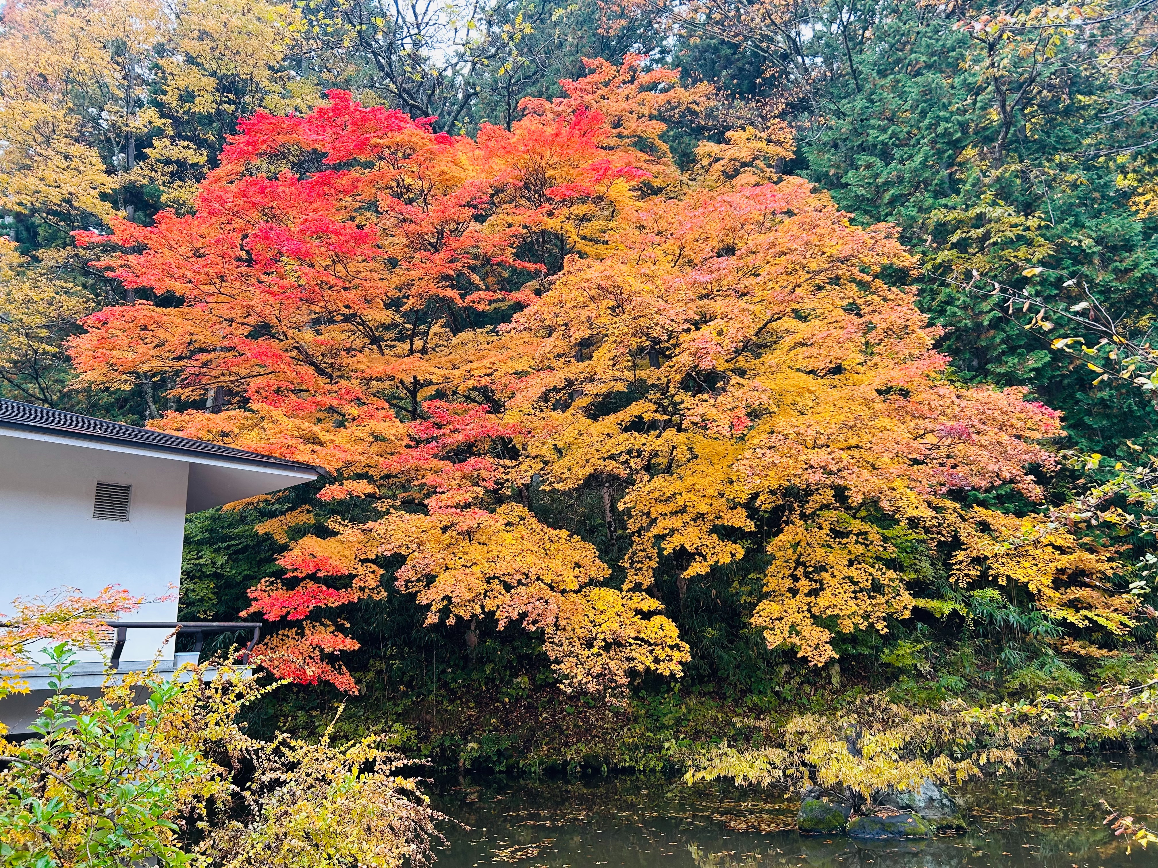 f:id:yoyorinrinyuyu:20251109225306j:image