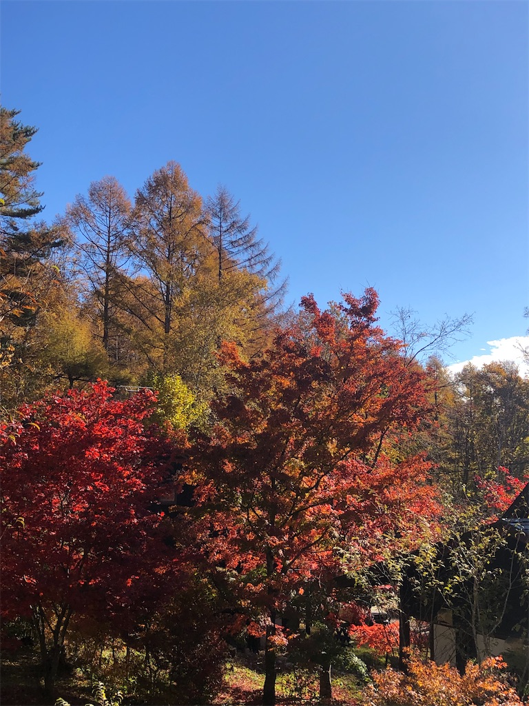 f:id:yozoranikirameku:20251112092854j:image f:id:yozoranikirameku:20251112092854j:image