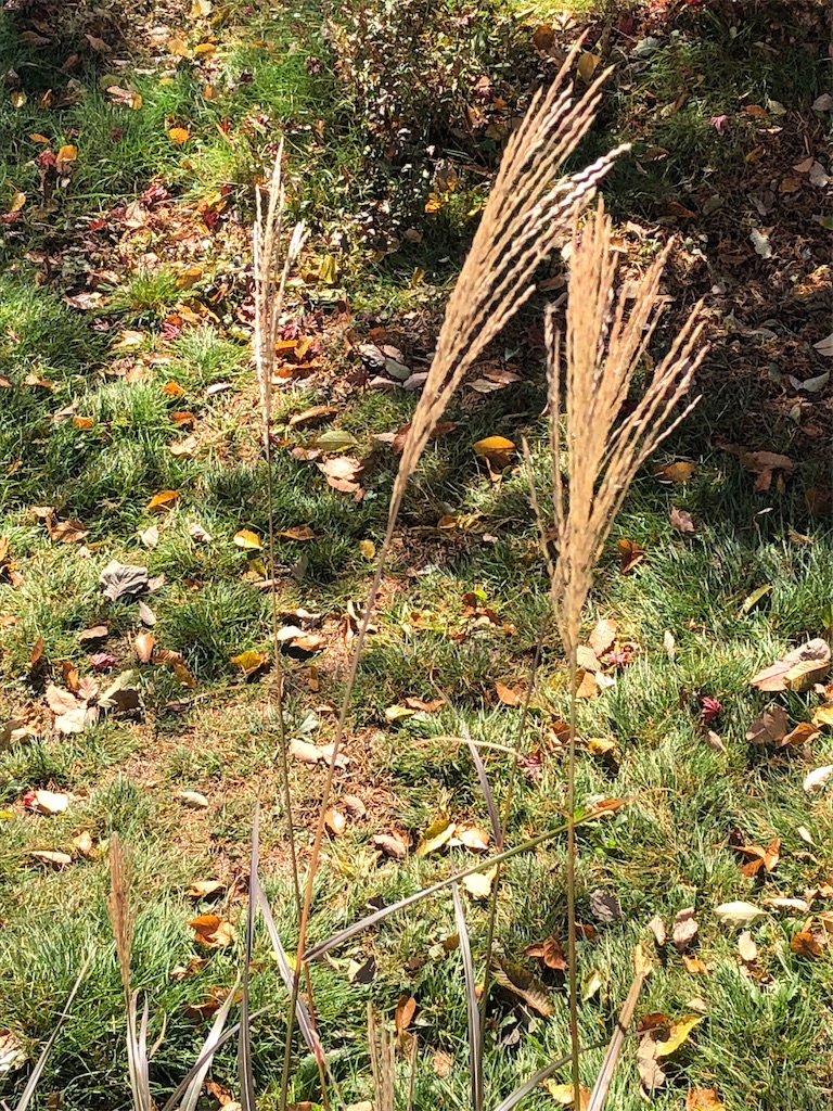 f:id:yozoranikirameku:20251112093001j:image f:id:yozoranikirameku:20251112093001j:image