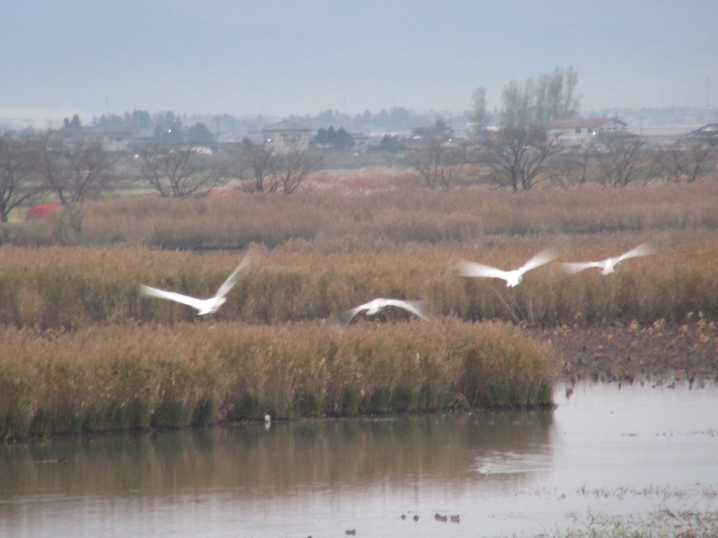 f:id:yporcini:20161119070432j:plain f:id:yporcini:20161119070432j:plain