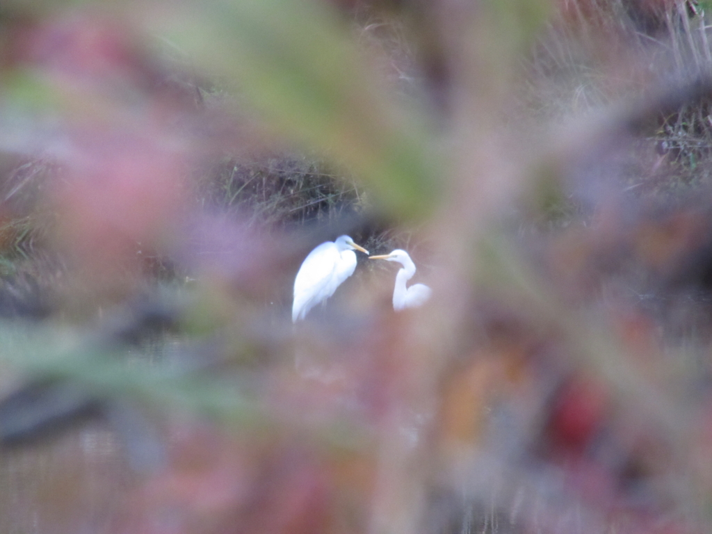 f:id:yporcini:20161119072715j:plain f:id:yporcini:20161119072715j:plain