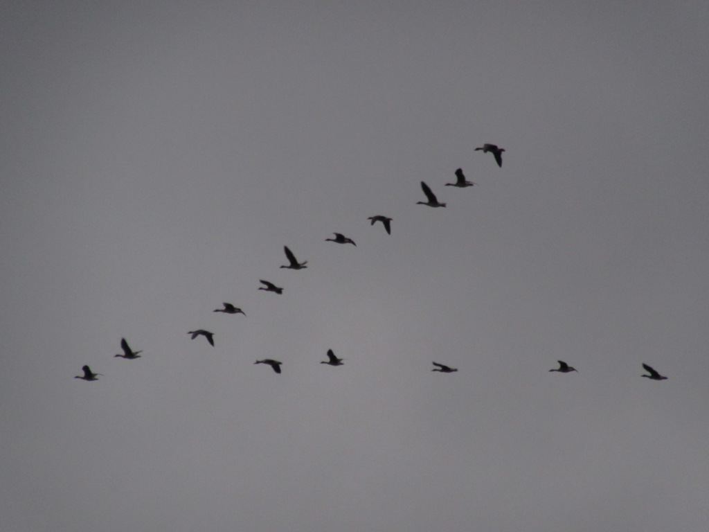 f:id:yporcini:20161119072806j:plain f:id:yporcini:20161119072806j:plain