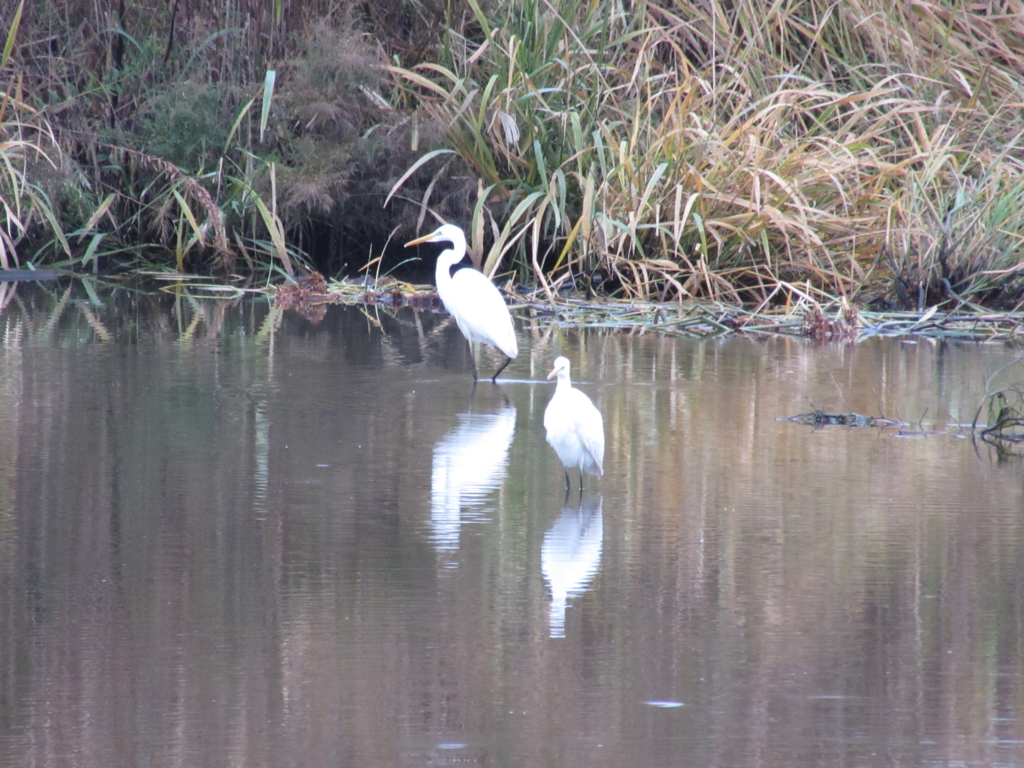 f:id:yporcini:20161119072849j:plain