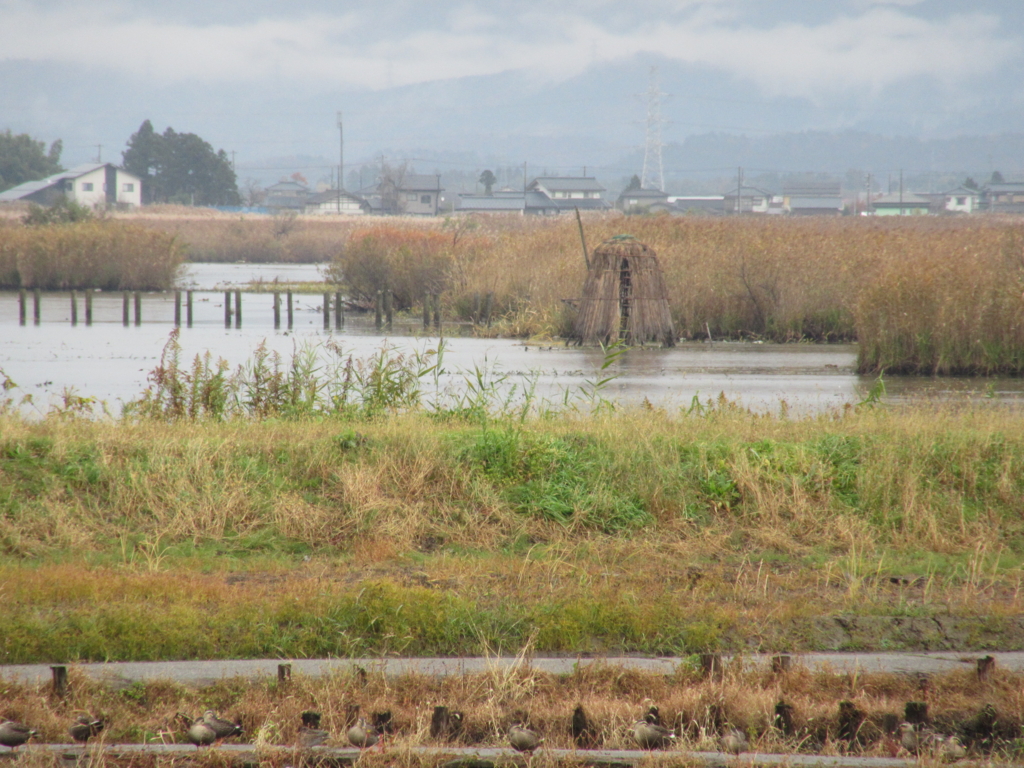 f:id:yporcini:20161119124517j:plain