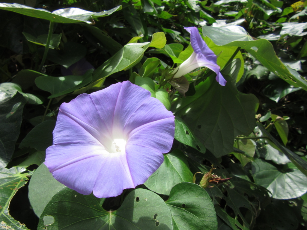 f:id:yporcini:20170527115155j:plain f:id:yporcini:20170527115155j:plain