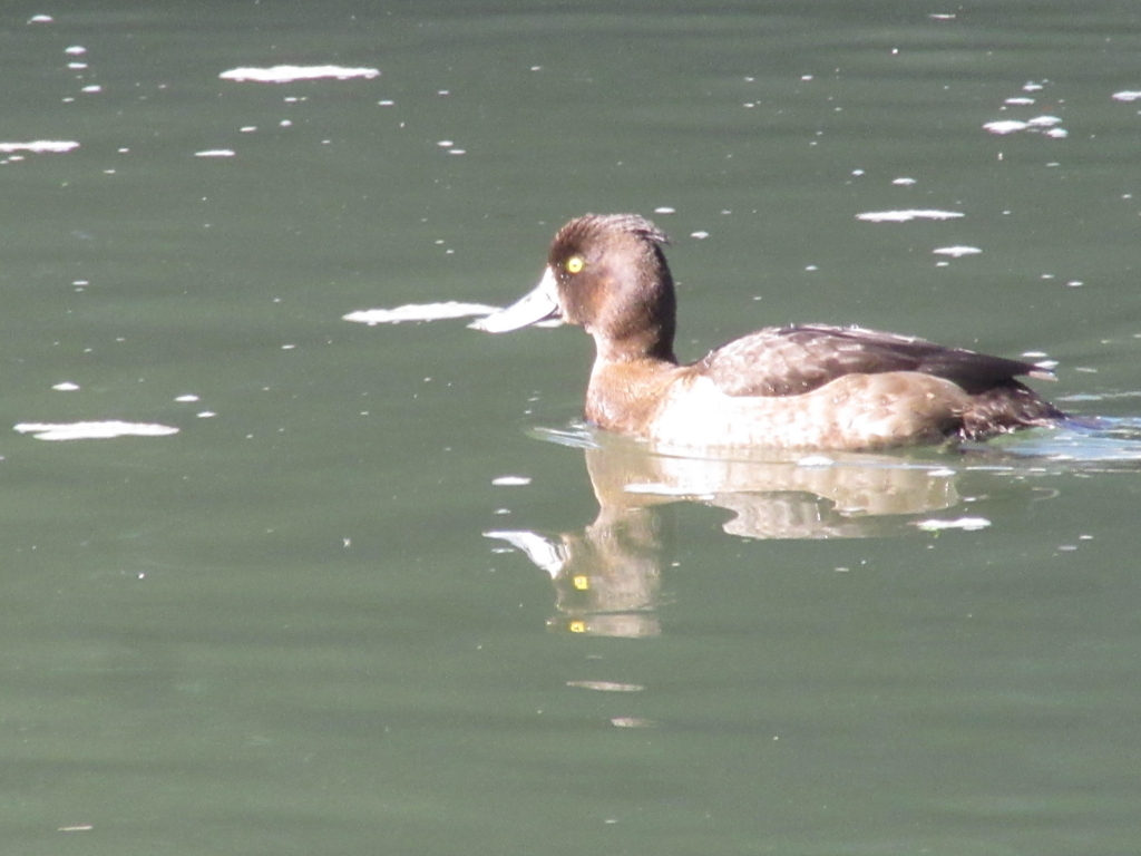 f:id:yporcini:20171212112423j:plain