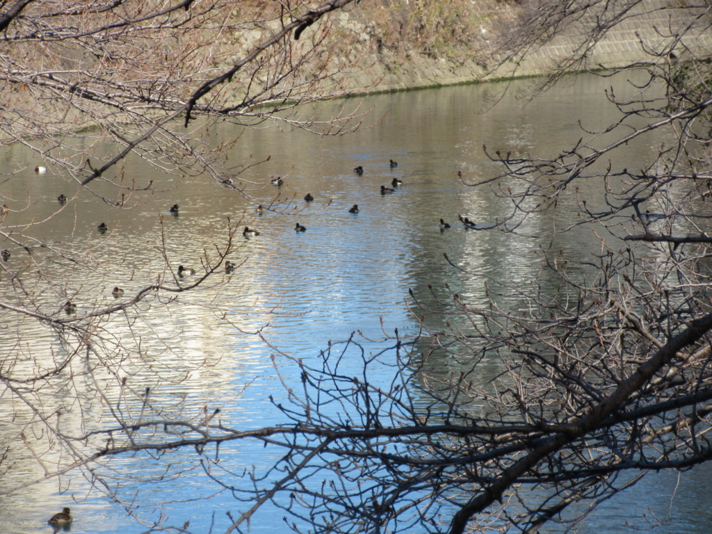 f:id:yporcini:20171212112911j:plain