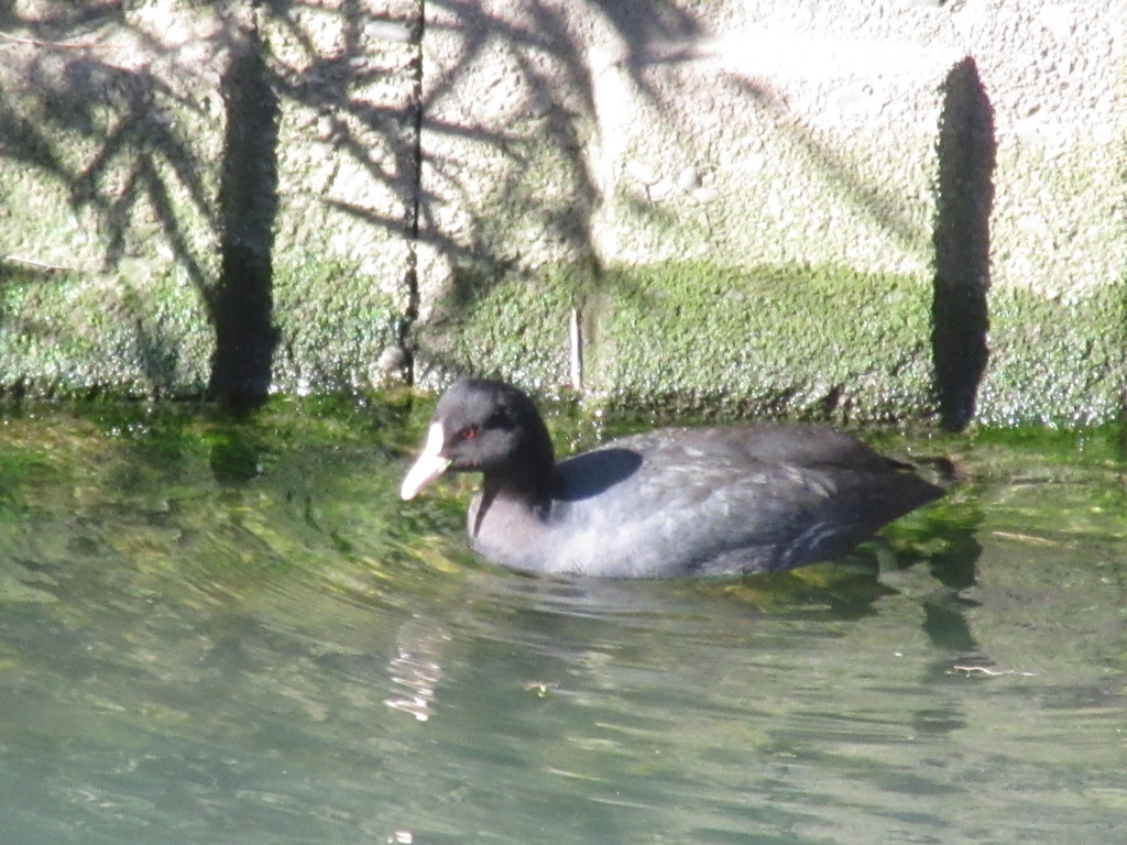 f:id:yporcini:20171212113417j:plain