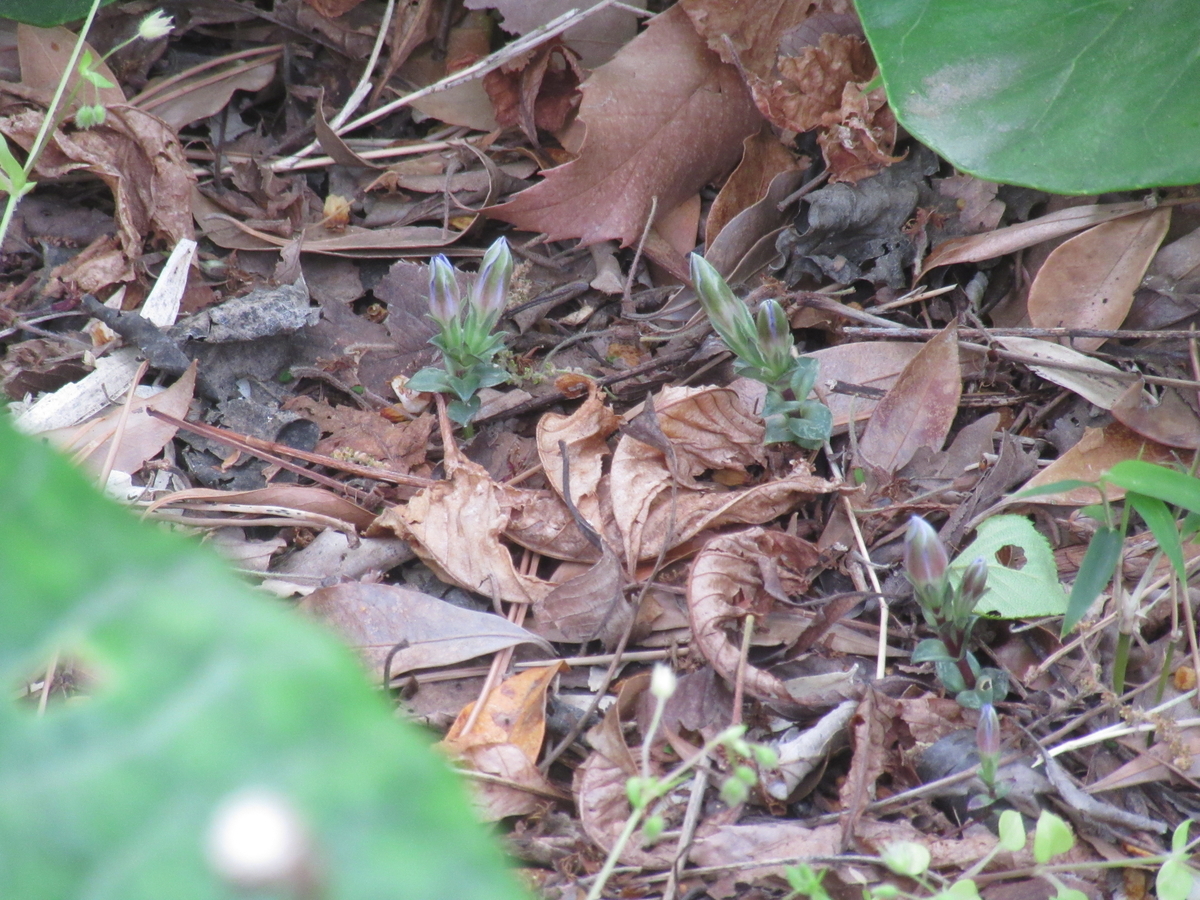 f:id:yporcini:20200416153859j:plain f:id:yporcini:20200416153859j:plain
