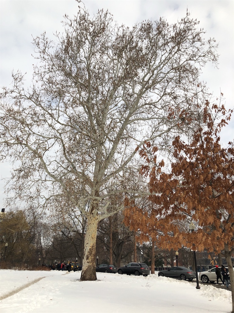 f:id:yrk_Toronto:20190208012651j:image f:id:yrk_Toronto:20190208012651j:image