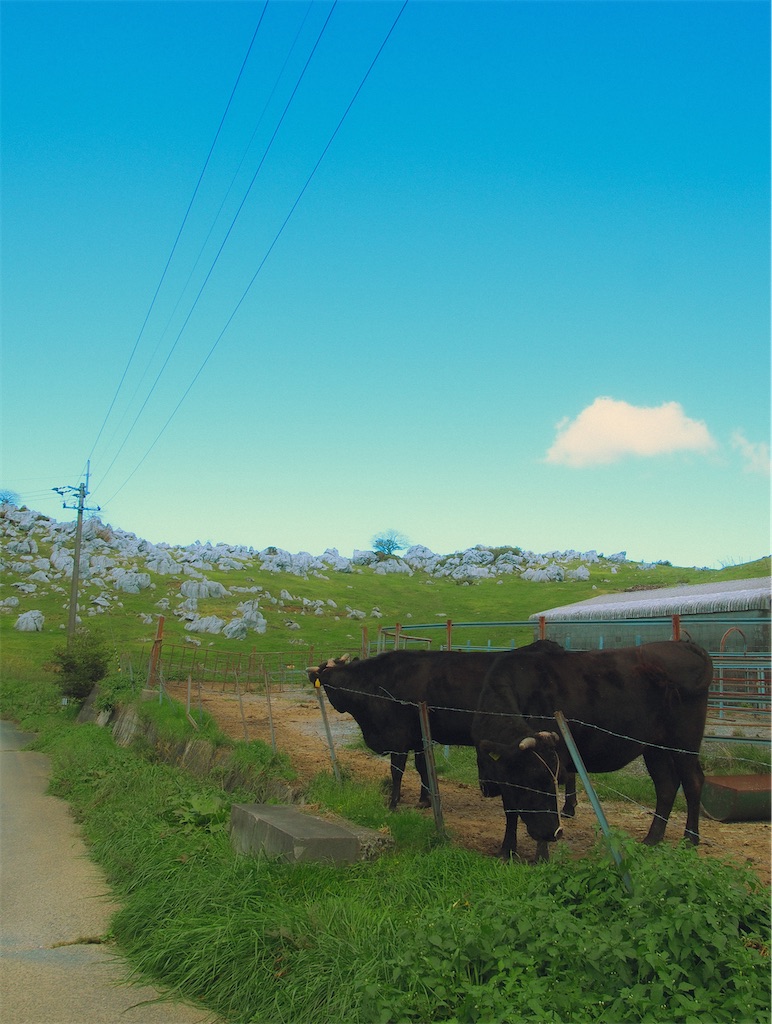 f:id:yrk_sg:20251020191417j:image f:id:yrk_sg:20251020191417j:image