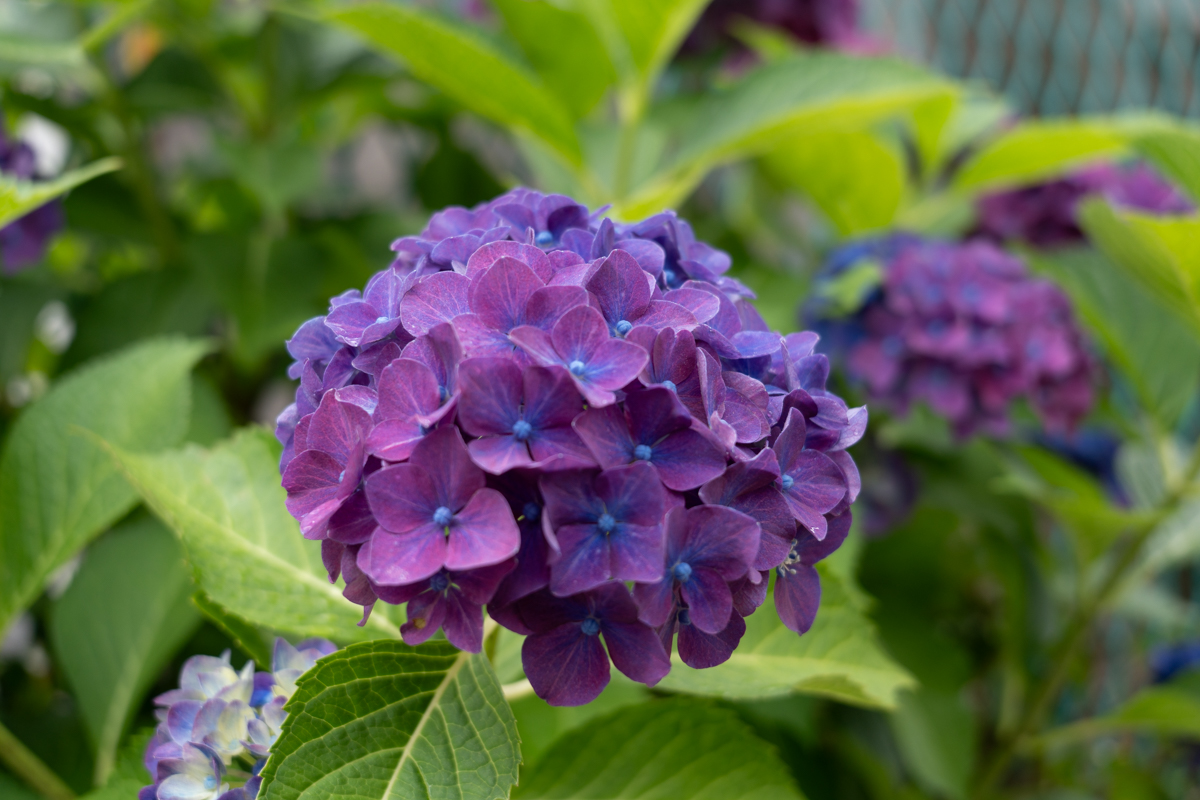 街角の紫陽花, α7C II - アルファ・プラスアルファ