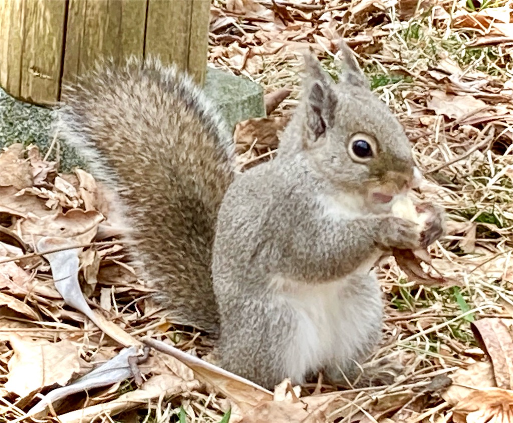 ふっさりしっぽが可愛いパン好き子りす 気まぐれゆう雑感