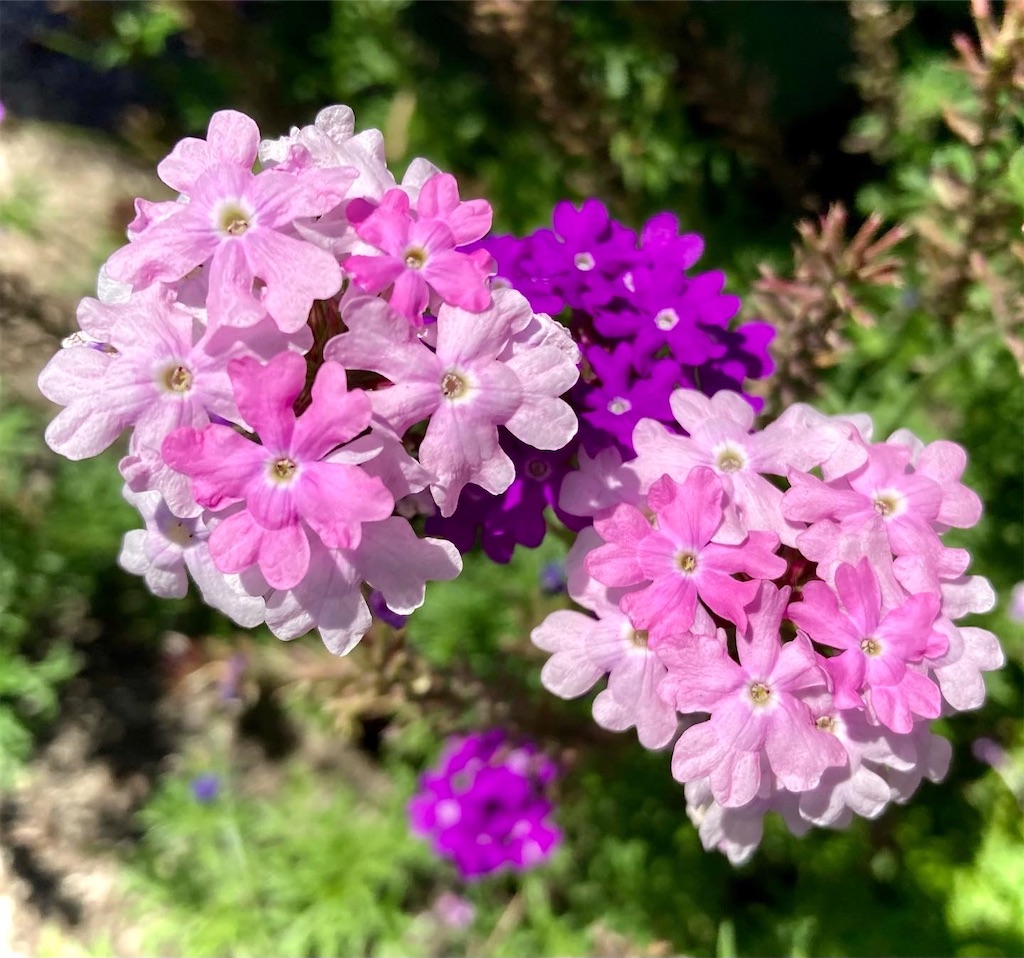 酷暑でも明るく元気に可愛く咲いていた桜色のバーベナ達 気まぐれゆう雑感