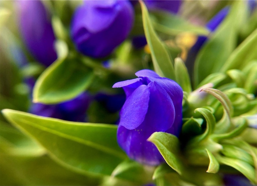 凛とした佇まいが大好きな青紫のリンドウの花 気まぐれゆう雑感