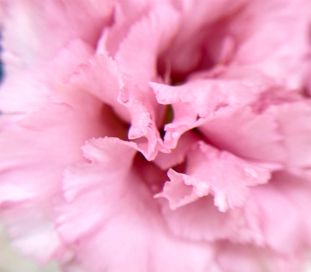 花びらのフリルがとても美しい薄桃色のトルコキキョウ From 福島県 気まぐれゆう雑感
