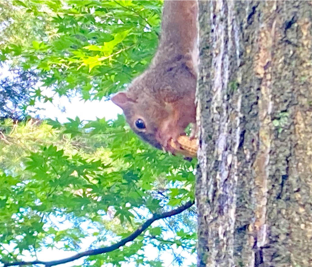 逆さに張り付いて上手に落花生を食べる子リス 気まぐれゆう雑感