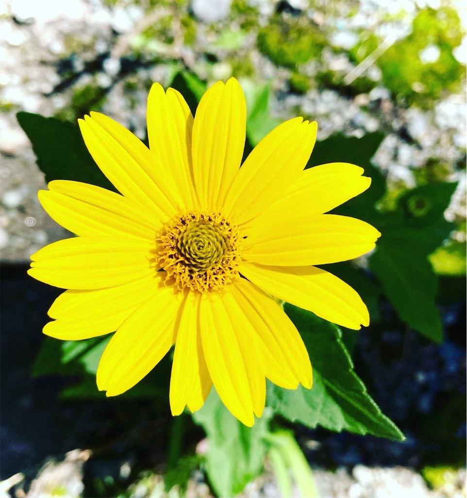 久しぶりの朝陽に地上の太陽みたいなキクイモモドキの花 気まぐれゆう雑感 久しぶりの朝陽に地上の太陽みたいなキクイモモドキの花 気まぐれゆう雑感