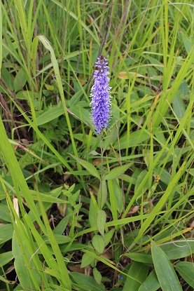 f:id:ysdnbm:20180604164118j:plain f:id:ysdnbm:20180604164118j:plain
