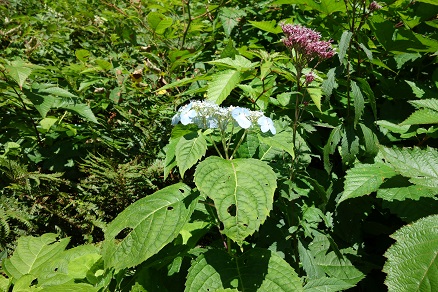 f:id:ysdnbm:20180621184629j:plain f:id:ysdnbm:20180621184629j:plain