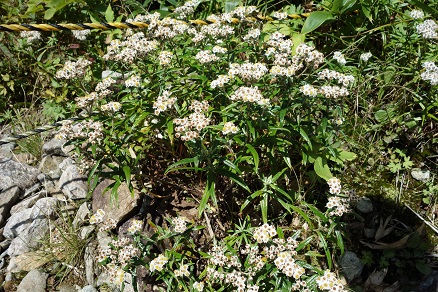 f:id:ysdnbm:20180621184748j:plain f:id:ysdnbm:20180621184748j:plain