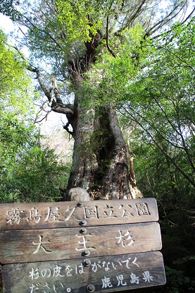 f:id:ysdnbm:20190429134222j:plain f:id:ysdnbm:20190429134222j:plain