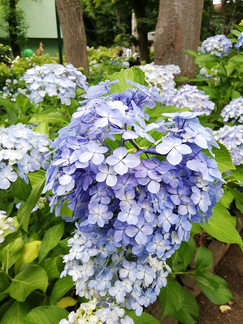 f:id:ysdnbm:20190613143348j:plain f:id:ysdnbm:20190613143348j:plain