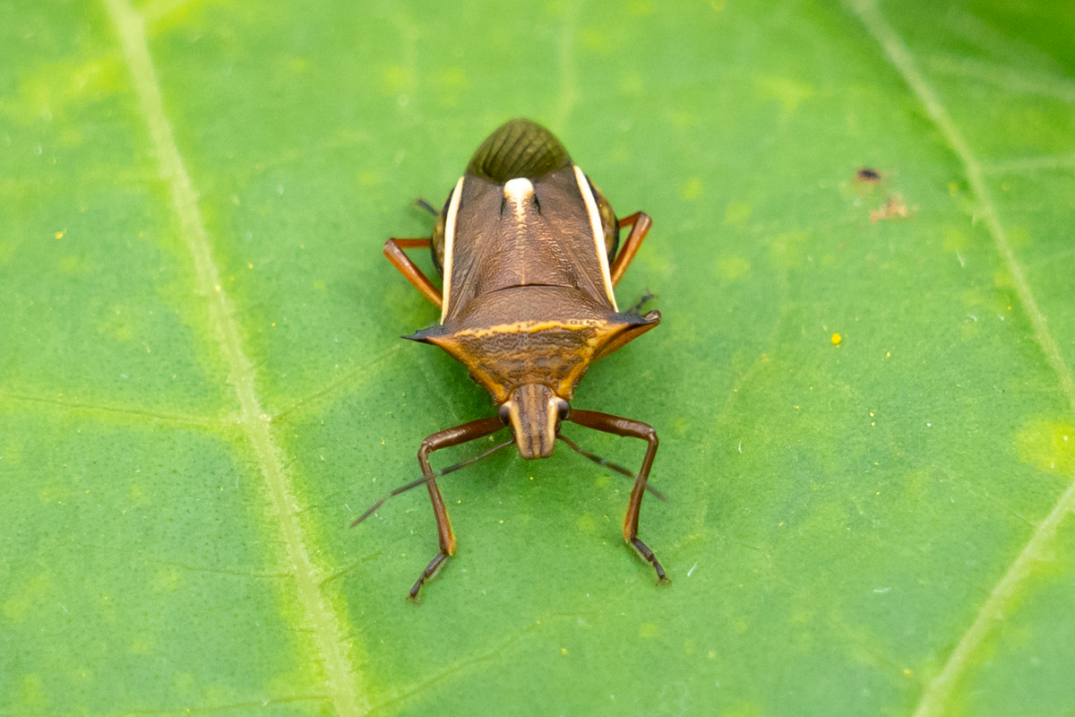 シロヘリクチブトカメムシ カメムシの悪評を今覆さんとす 昆虫散歩道