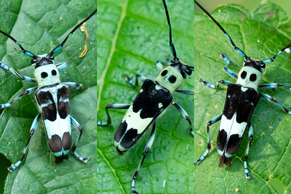 ラミーカミキリ・・・美しい水色と個性豊かにあしらう黒色の模様