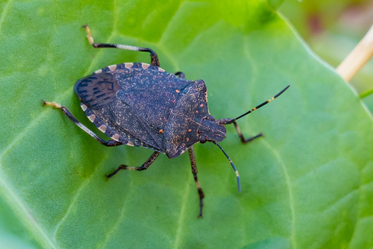クサギカメムシ 強烈な臭いで人々を翻弄するtheカメムシ 昆虫散歩道