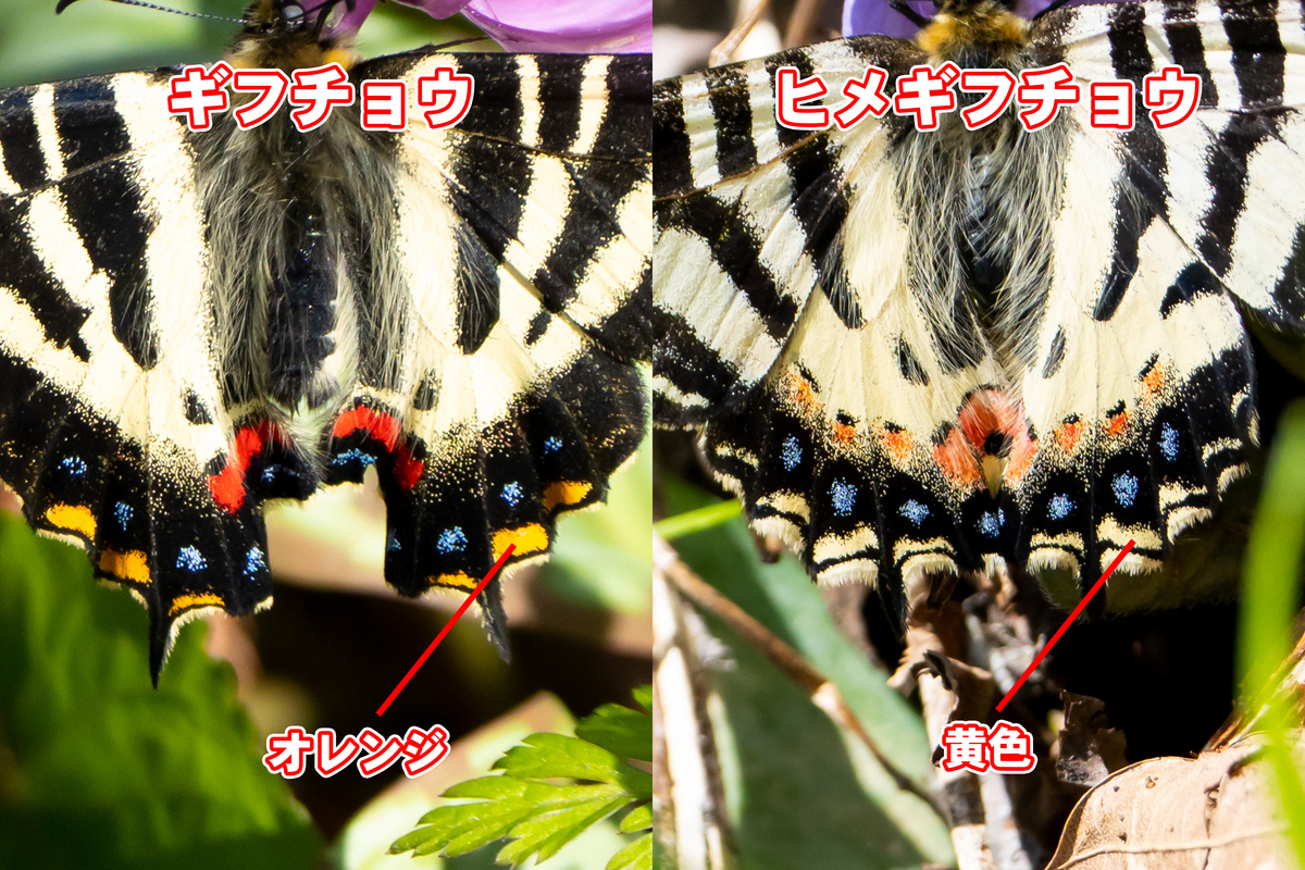 ギフチョウ・・・チョウ好きの心をくすぐり続ける春の女神 - 昆虫散歩道