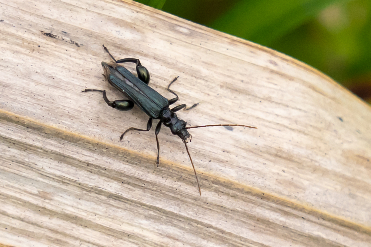 モモブトカミキリモドキ・・・後ろ足だけ過剰に筋トレしたの？ - 昆虫